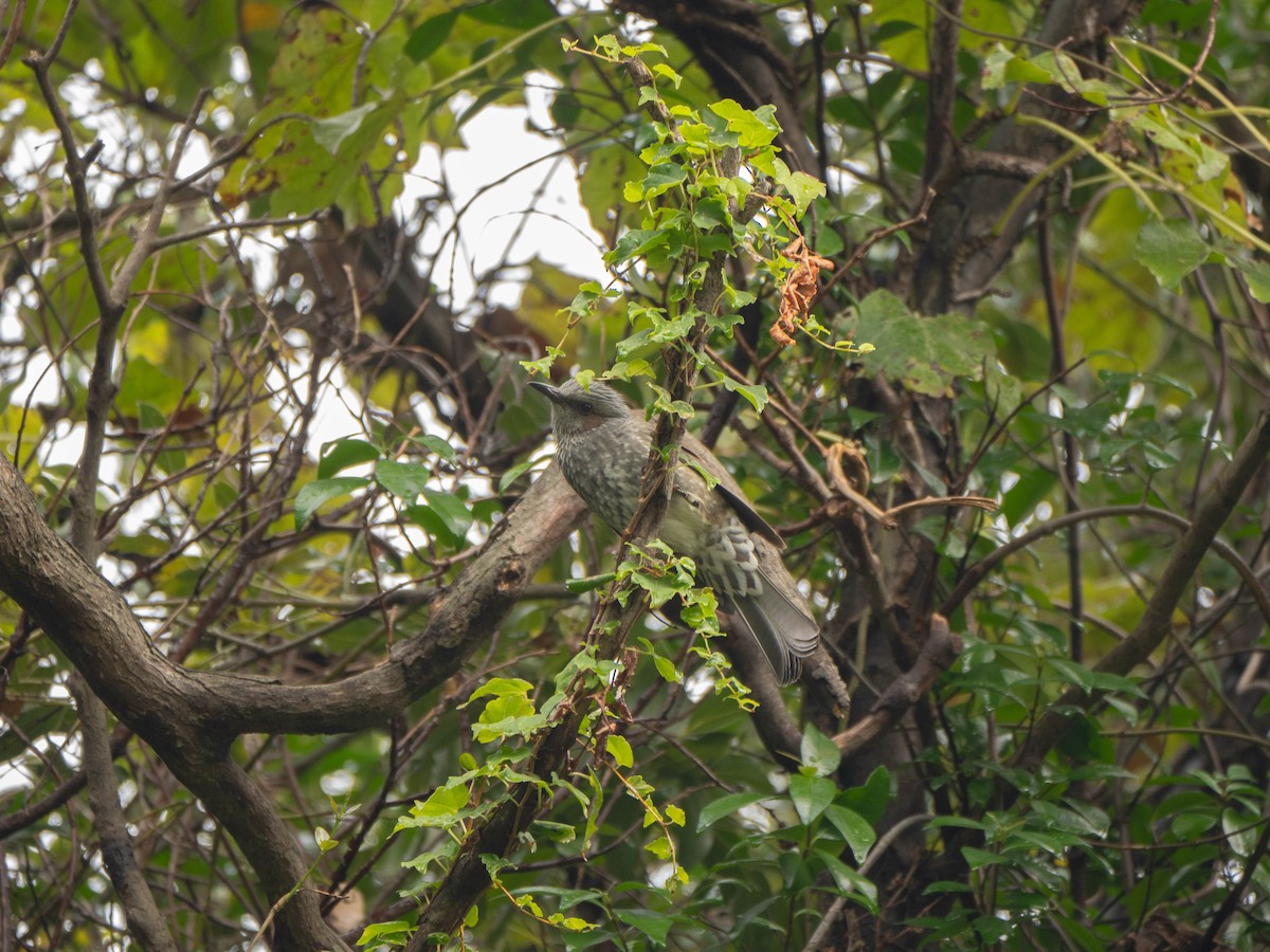 Brown-eared Bulbul - ML627978504