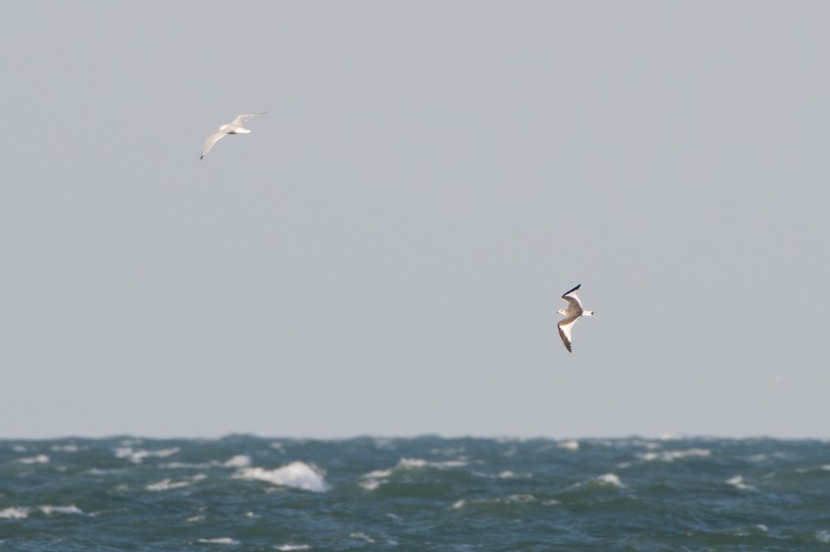 Sabine's Gull - ML627978539