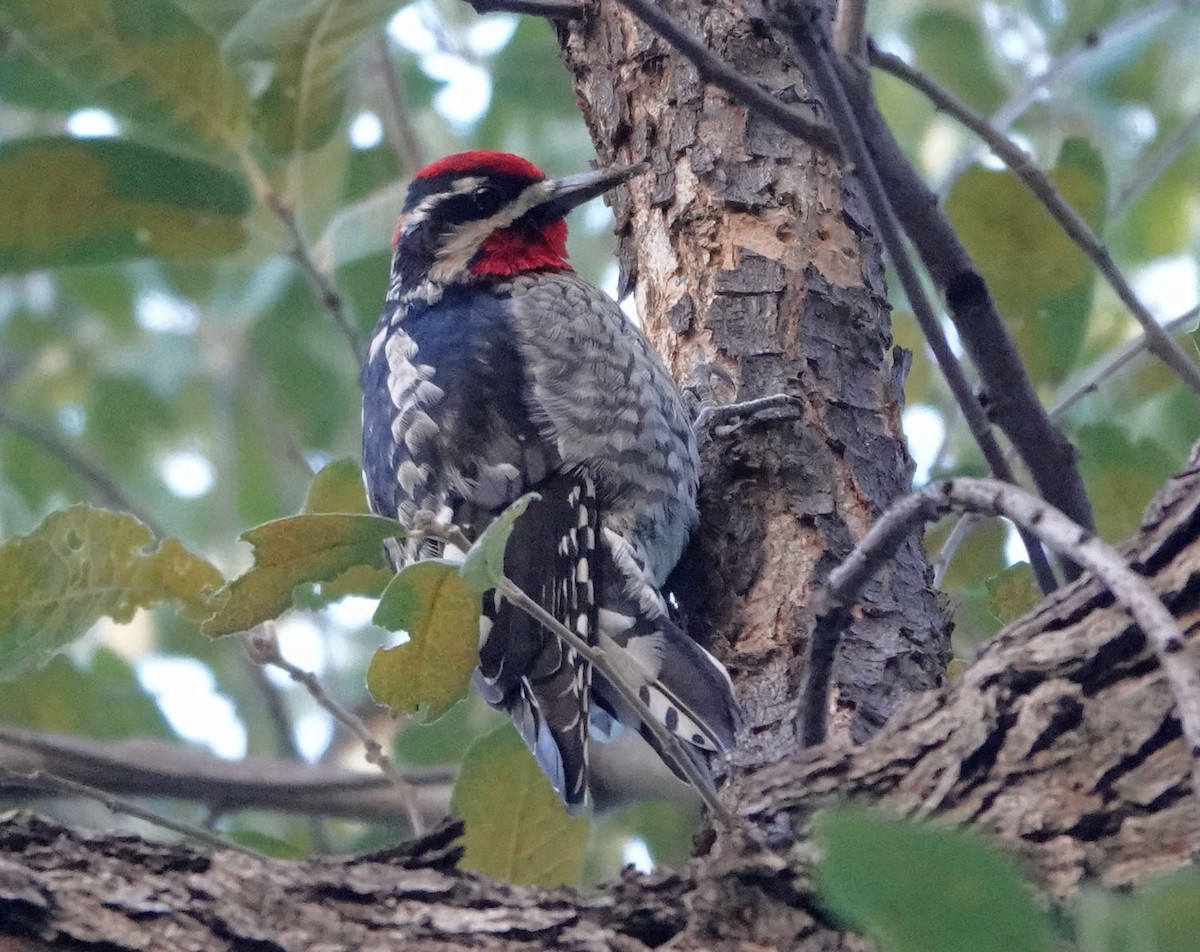 Red-naped Sapsucker - ML627978598