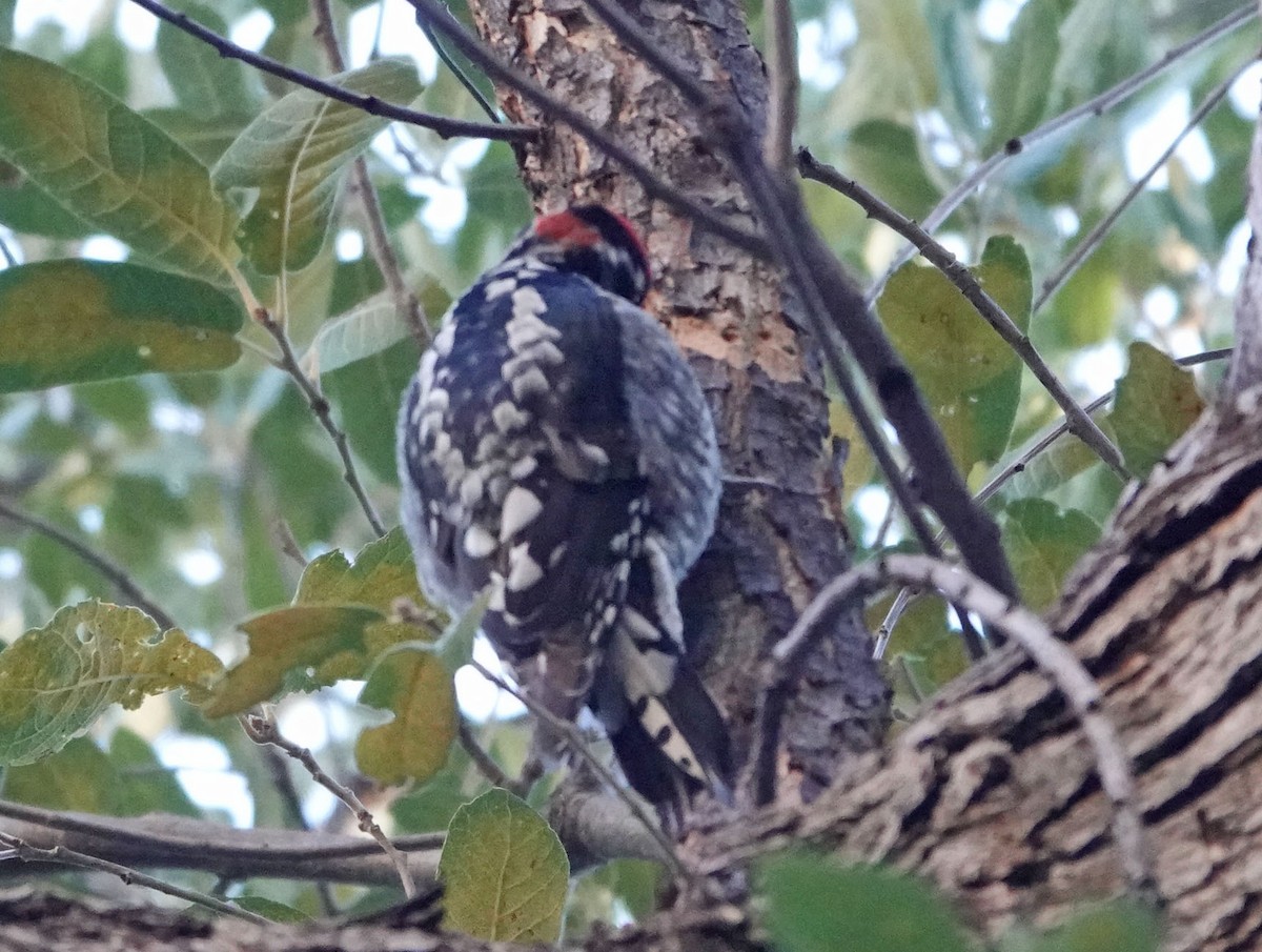 Red-naped Sapsucker - ML627978602