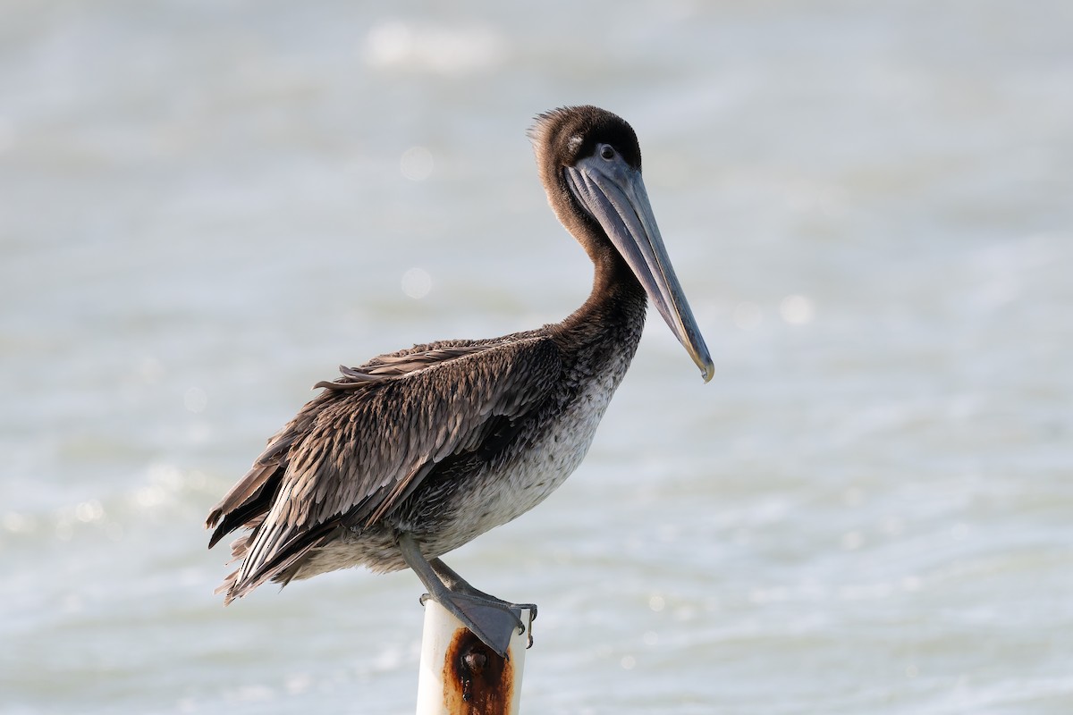 Brown Pelican - ML627978619