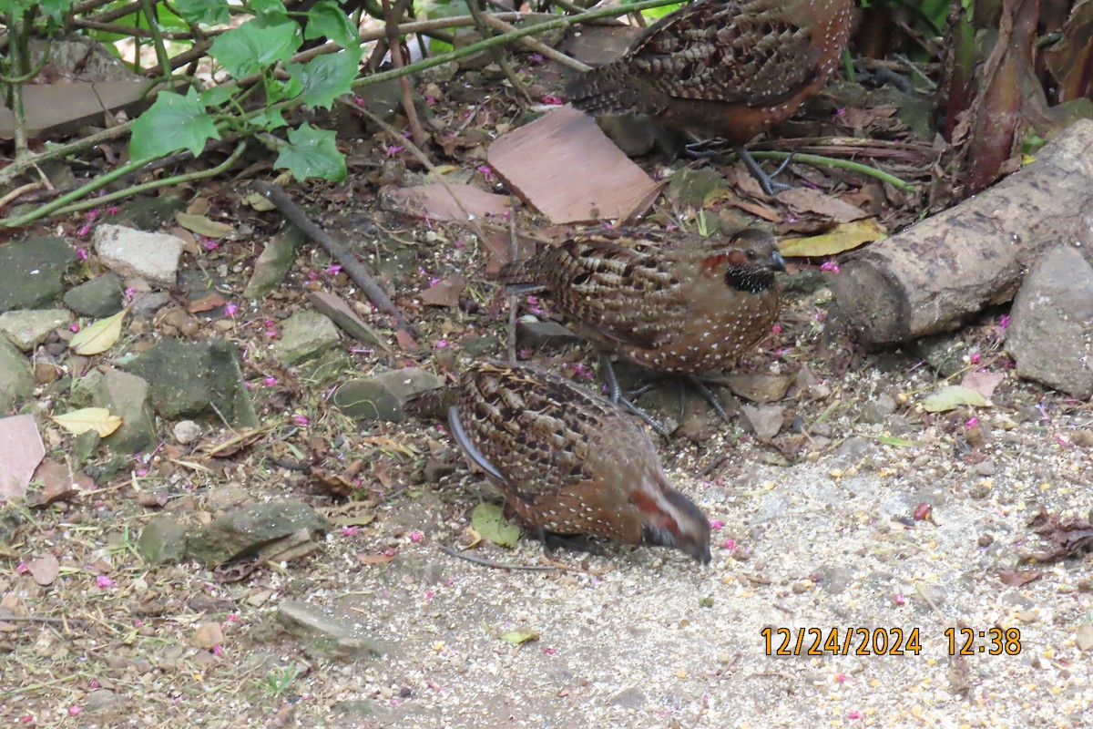 Spotted Wood-Quail - ML627978762