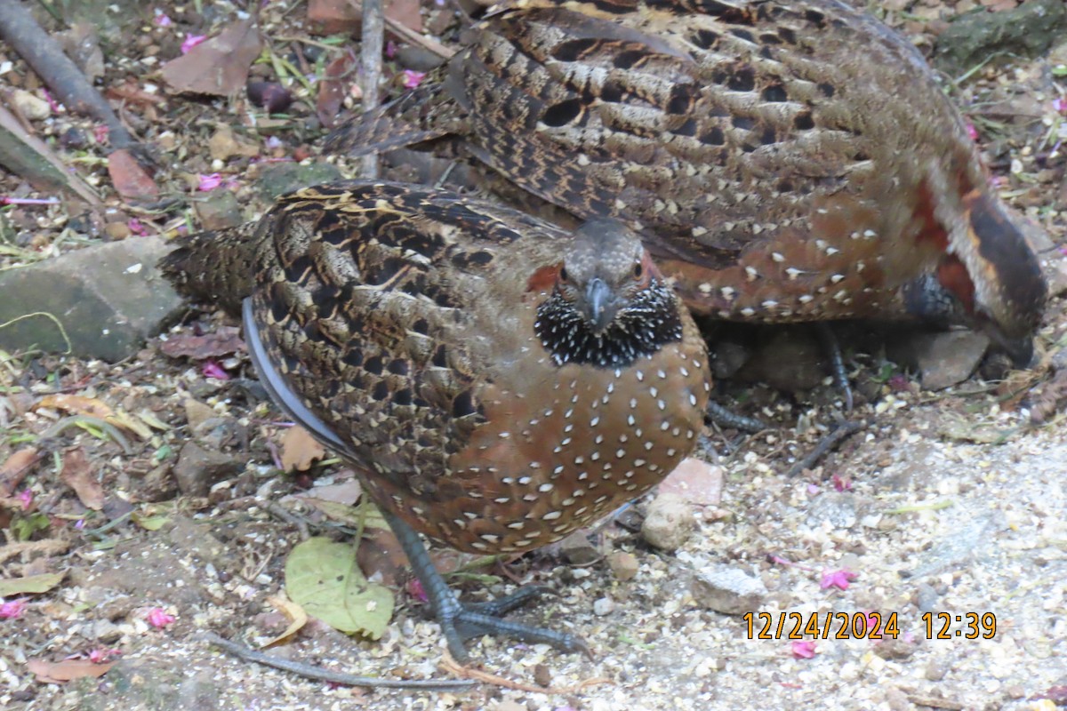 Spotted Wood-Quail - ML627978763