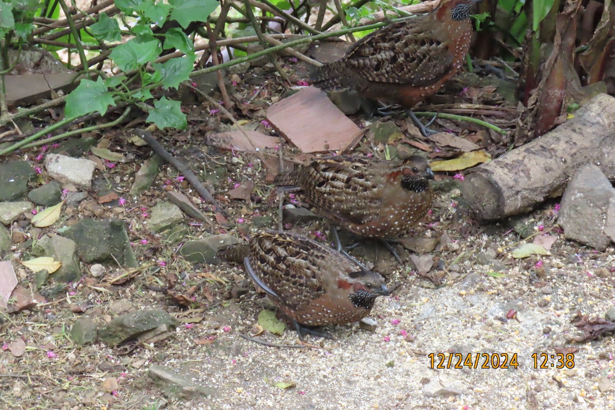 Spotted Wood-Quail - ML627978764