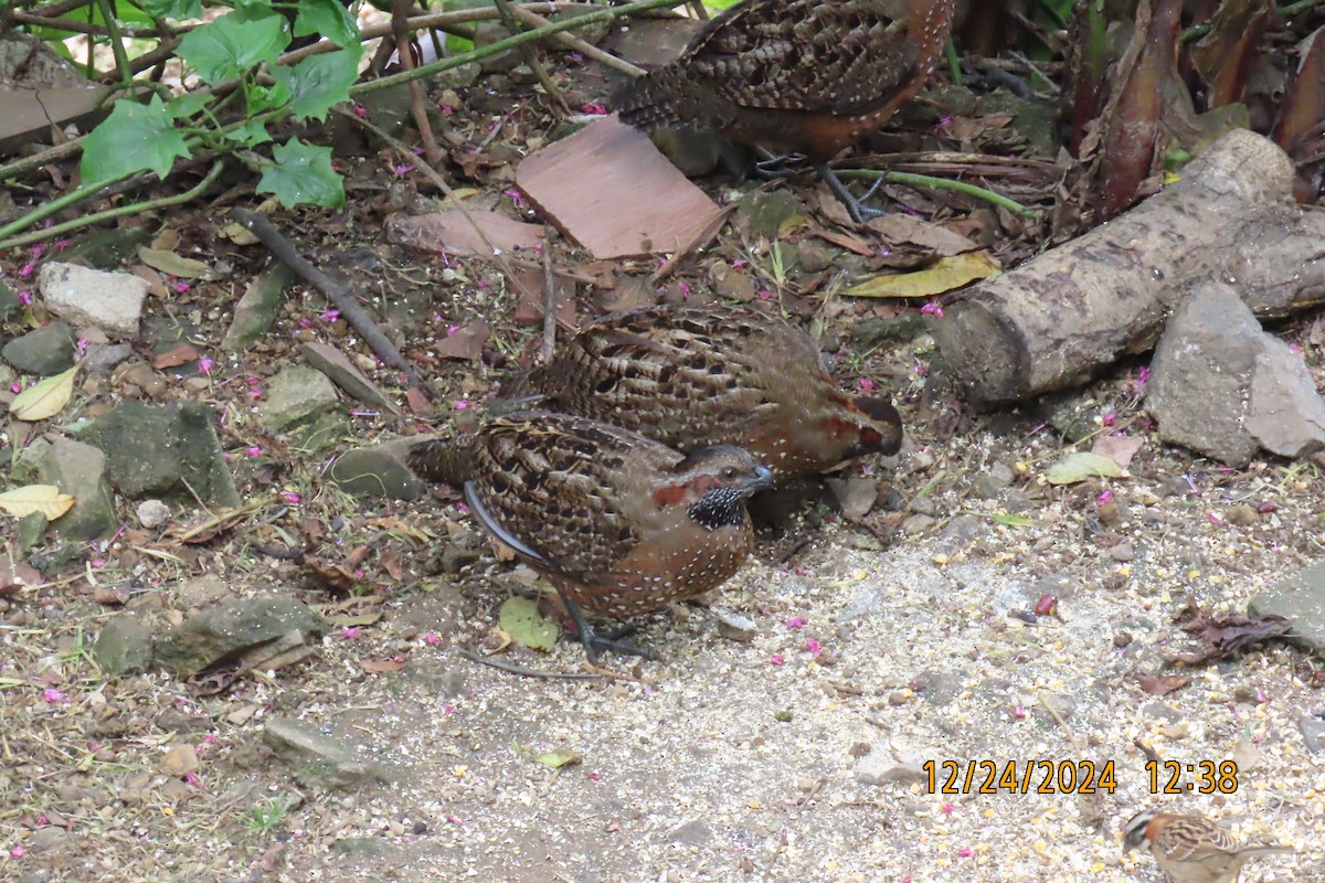 Spotted Wood-Quail - ML627978765