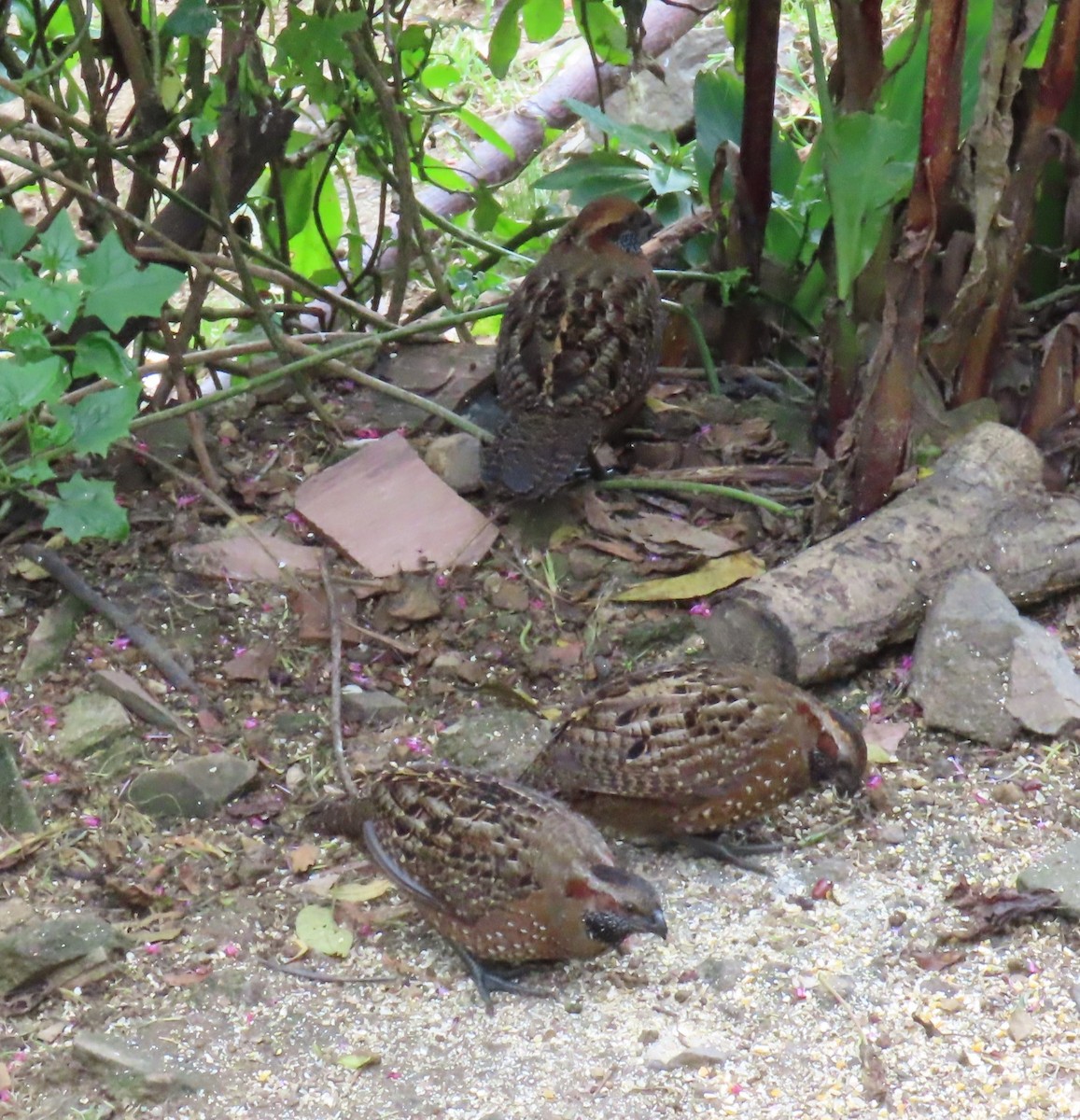 Spotted Wood-Quail - ML627978807