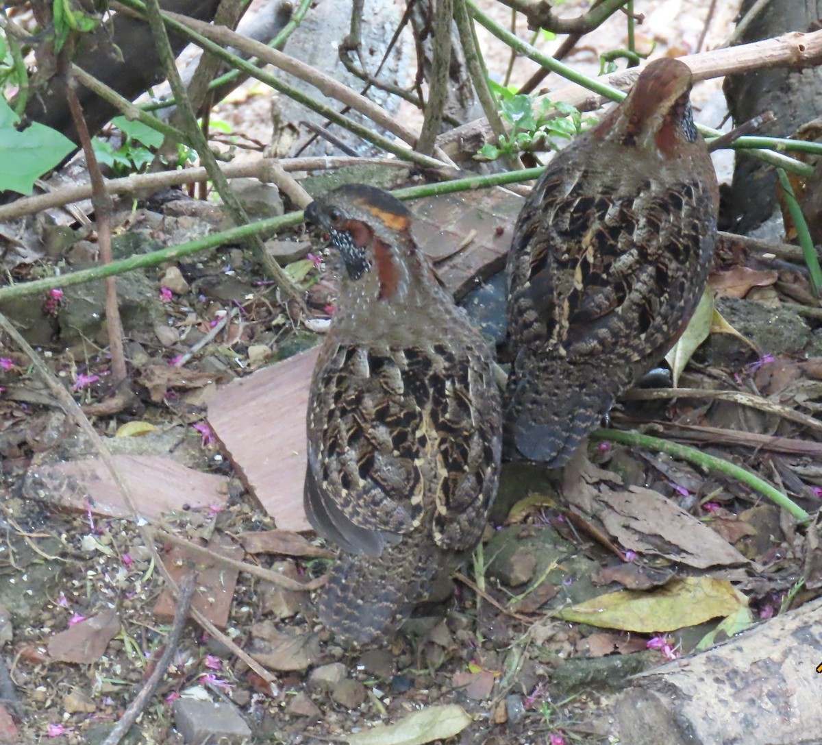 Spotted Wood-Quail - ML627978916