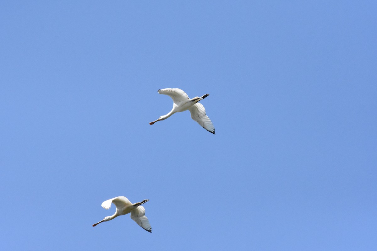 Eurasian Spoonbill - ML627978947