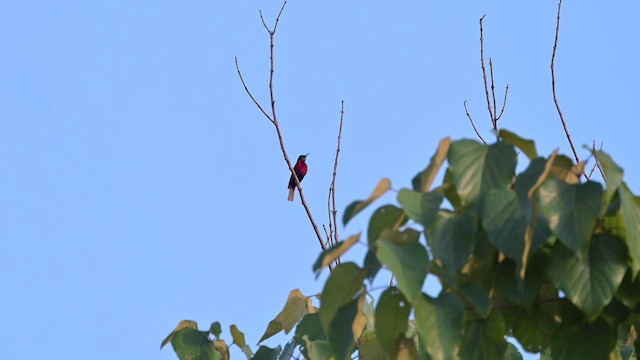 Scarlet-chested Sunbird - ML627979104
