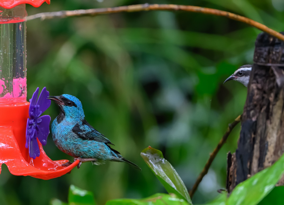 Blue Dacnis - ML627979117