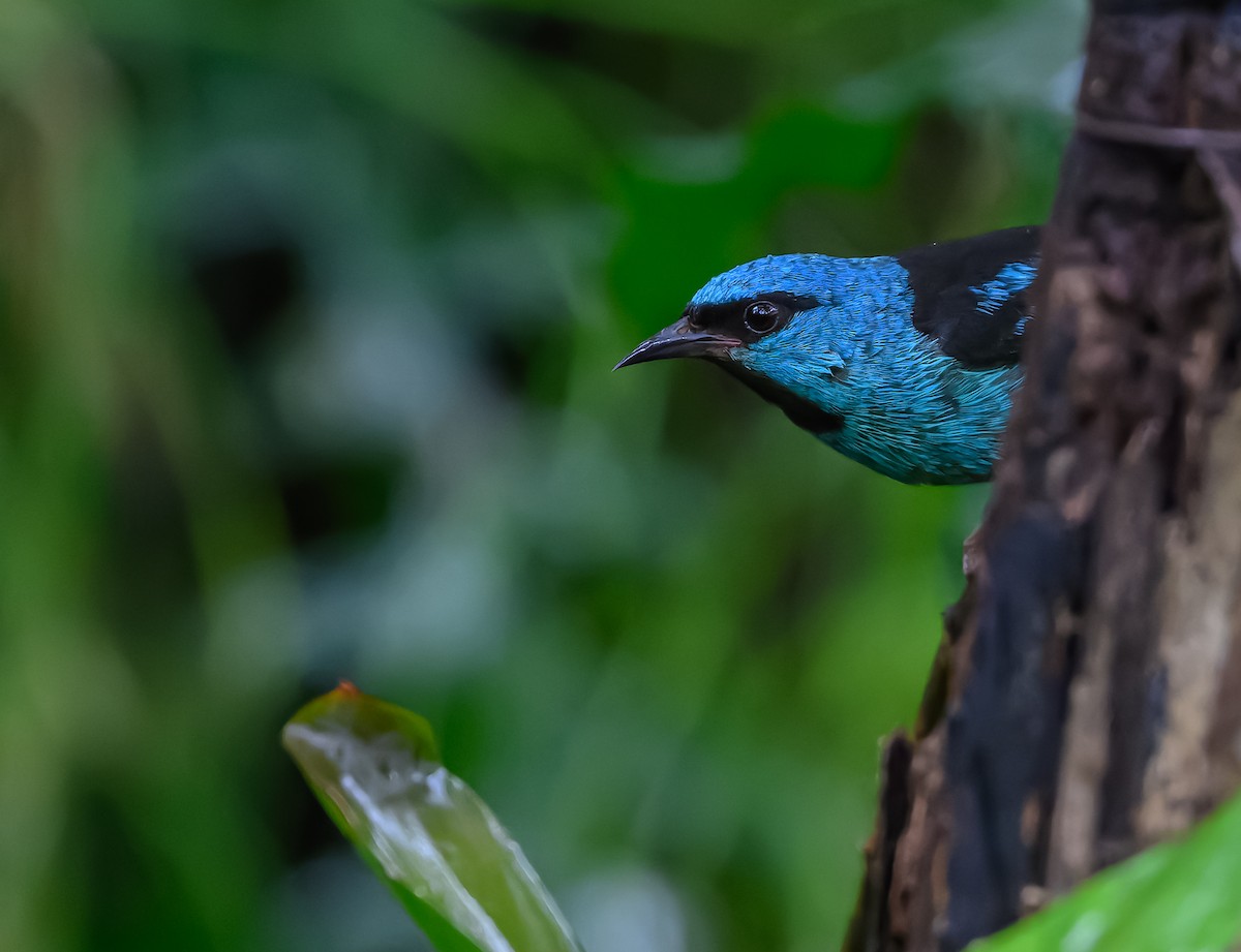 Blue Dacnis - ML627979119