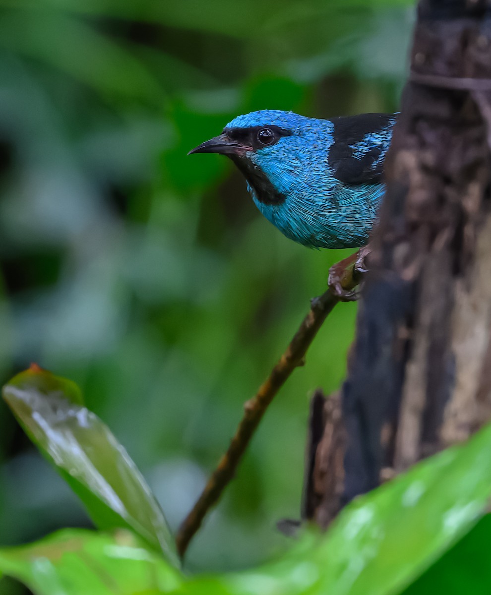 Blue Dacnis - ML627979121