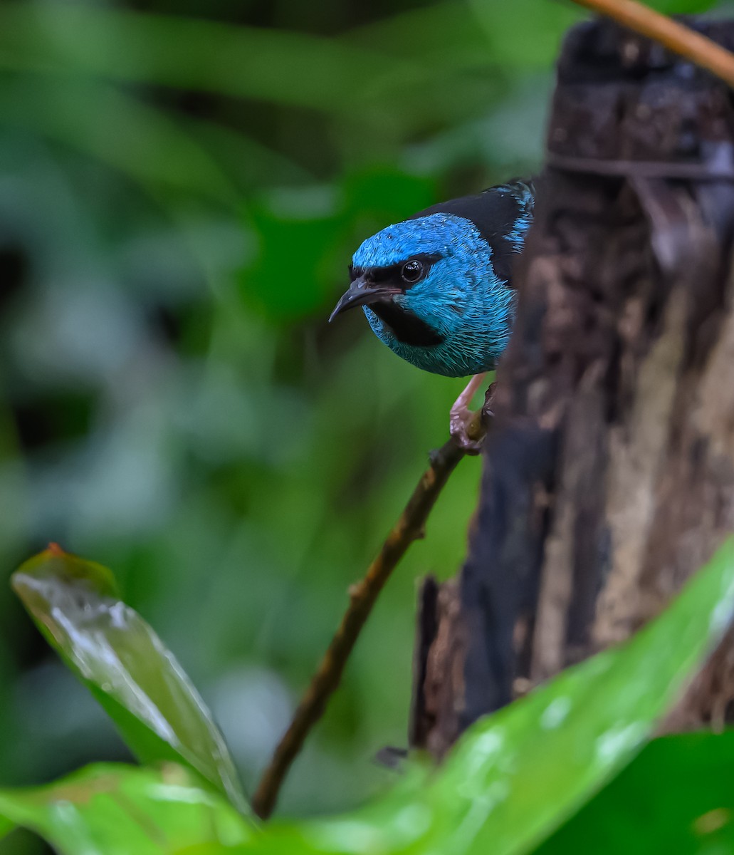 Blue Dacnis - ML627979123