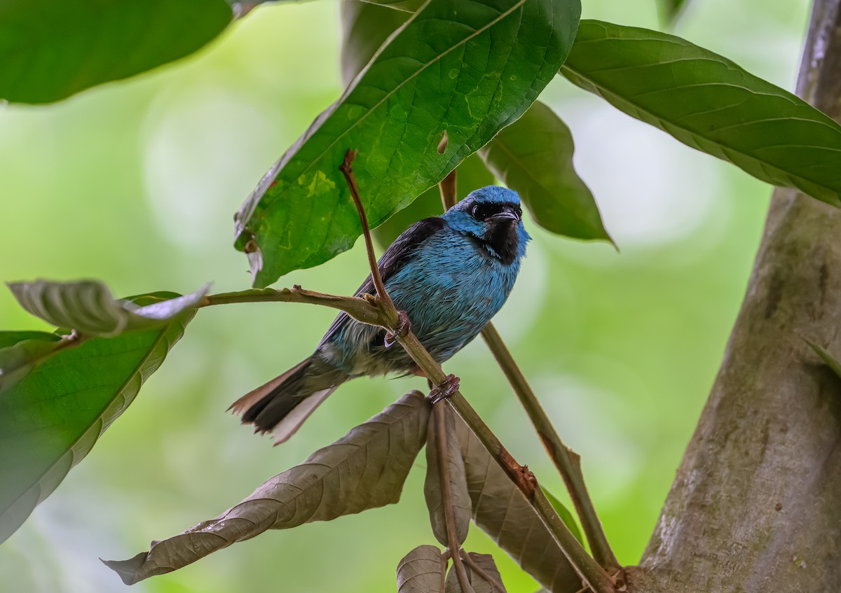 Blue Dacnis - ML627979124