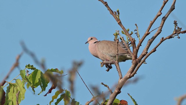 Vinaceous Dove - ML627979221