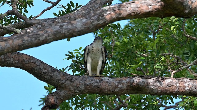African Hawk-Eagle - ML627979228