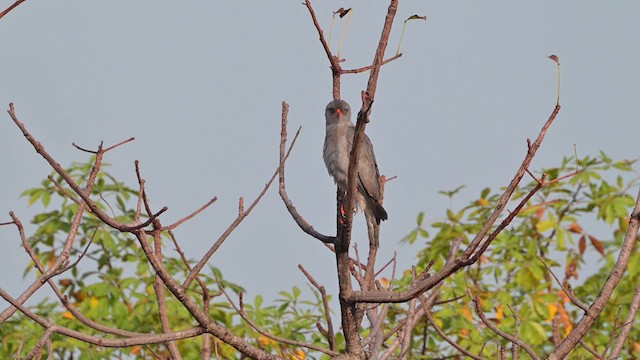 Dark Chanting-Goshawk - ML627979232