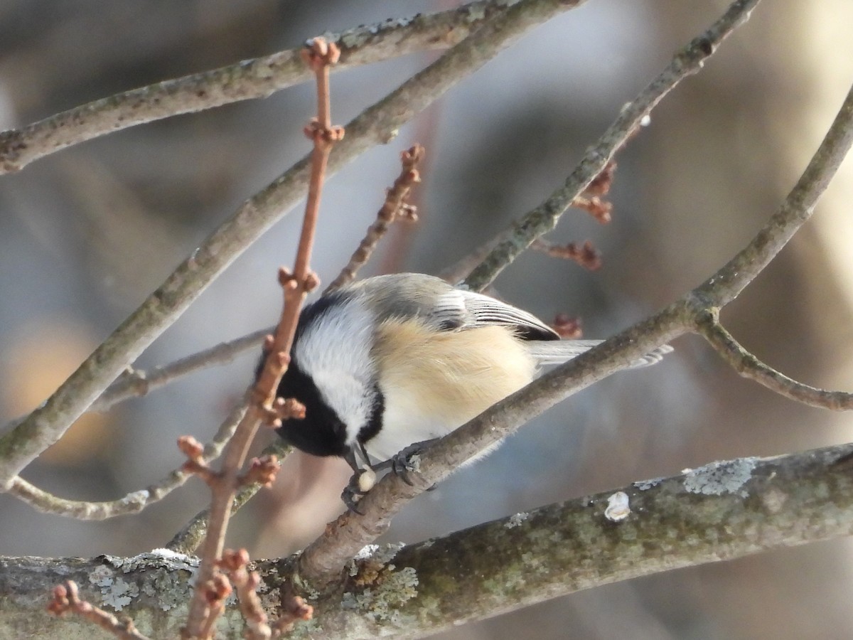 Mésange à tête noire - ML627979299