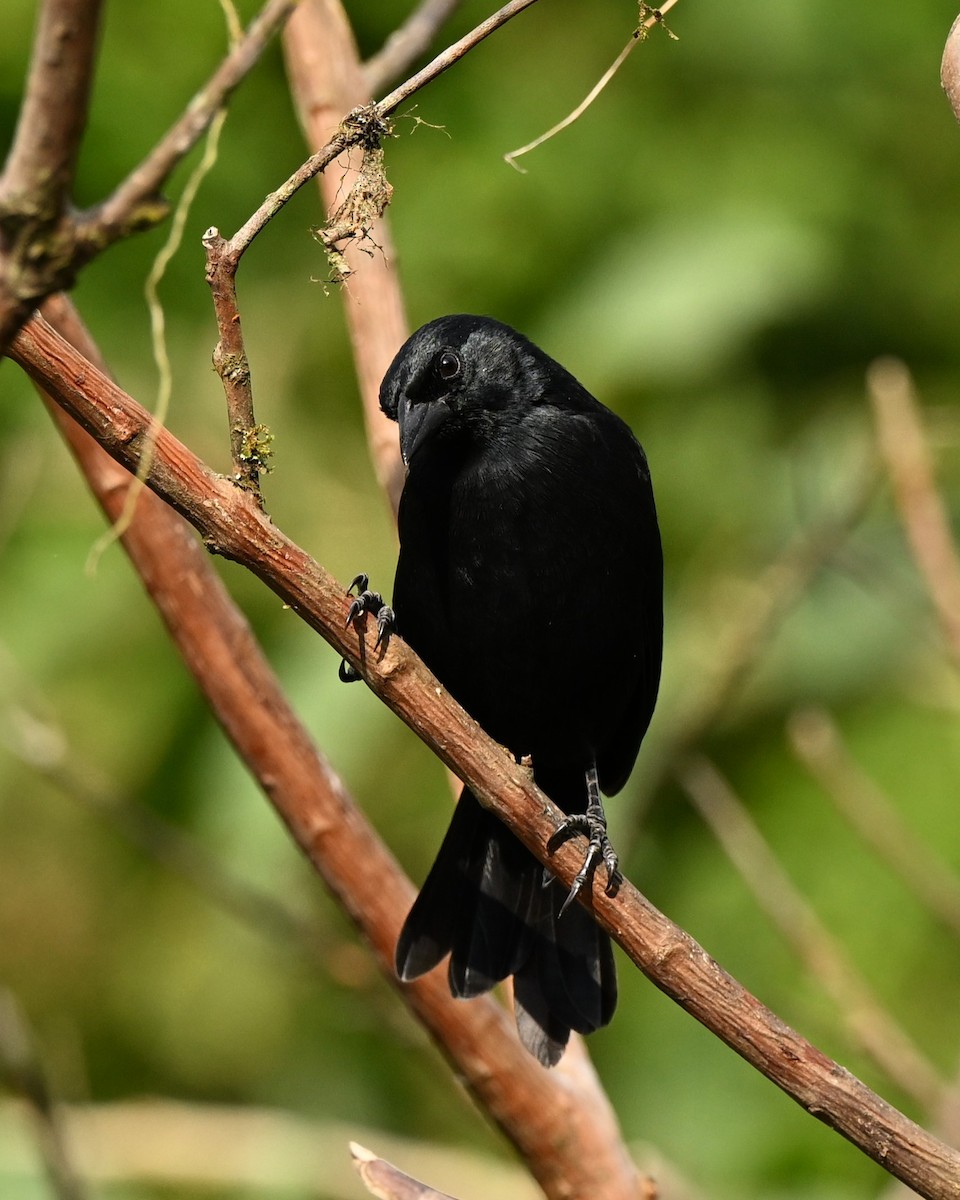 Scrub Blackbird - ML627979387