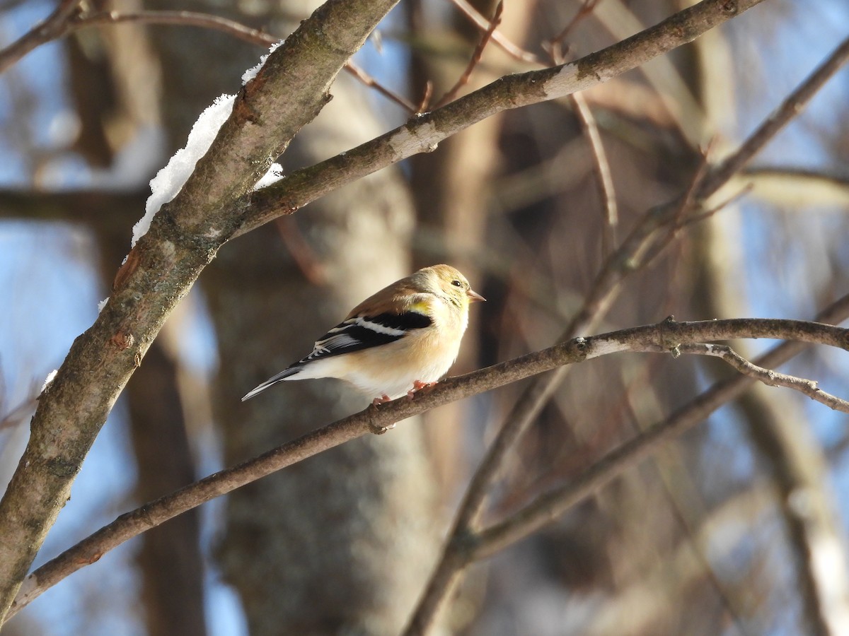 Chardonneret jaune - ML627979388