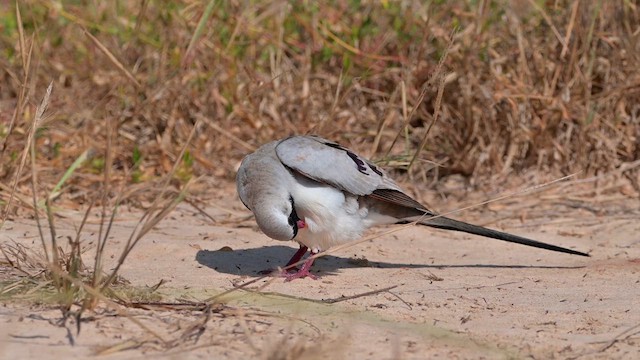 תורית זנבנית - ML627979437