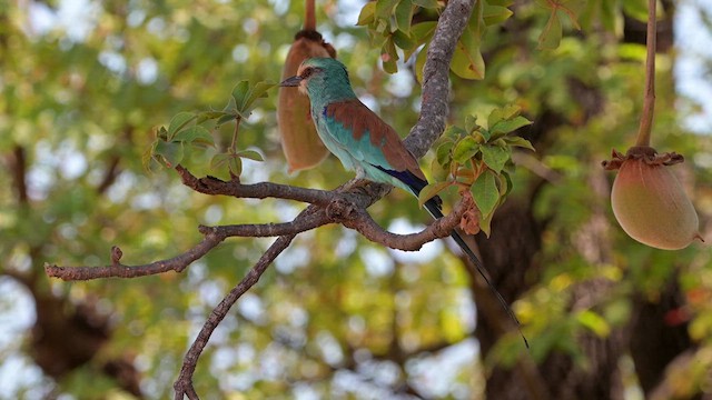 Abyssinian Roller - ML627979439