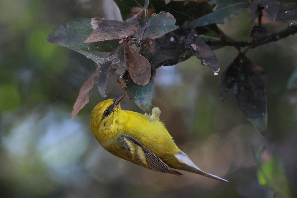 Blue-winged Warbler - Marc Goncher