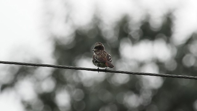 Variegated Flycatcher - ML627979466
