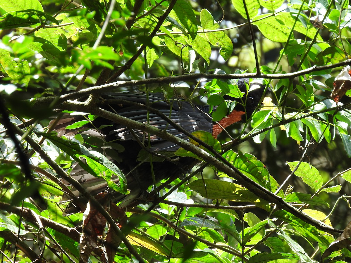 Bare-necked Umbrellabird - ML627979581