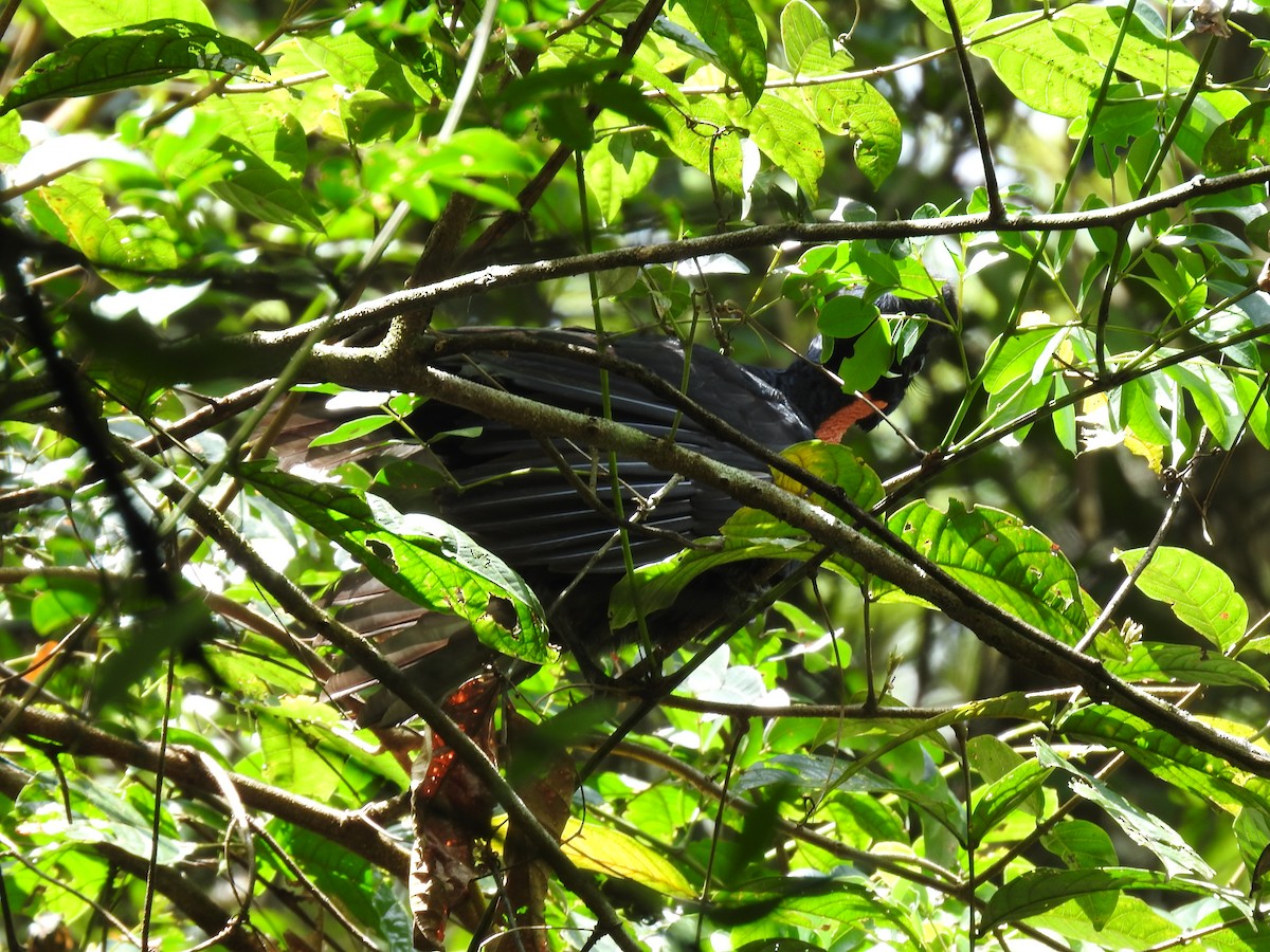 Bare-necked Umbrellabird - ML627979582