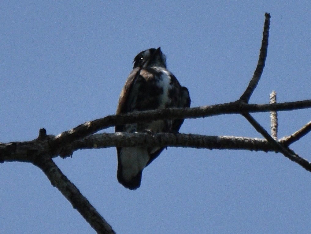 White-browed Purpletuft - ML627979597