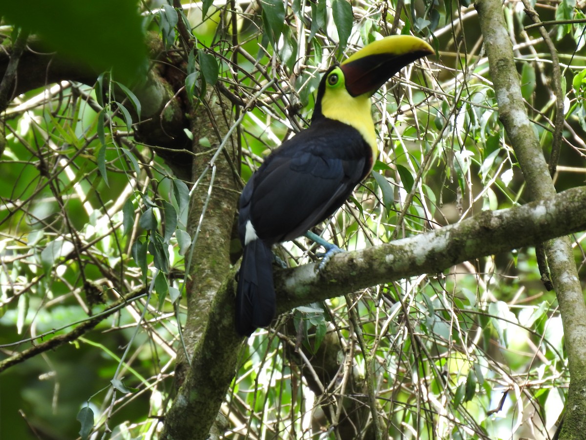 Yellow-throated Toucan - ML627979605