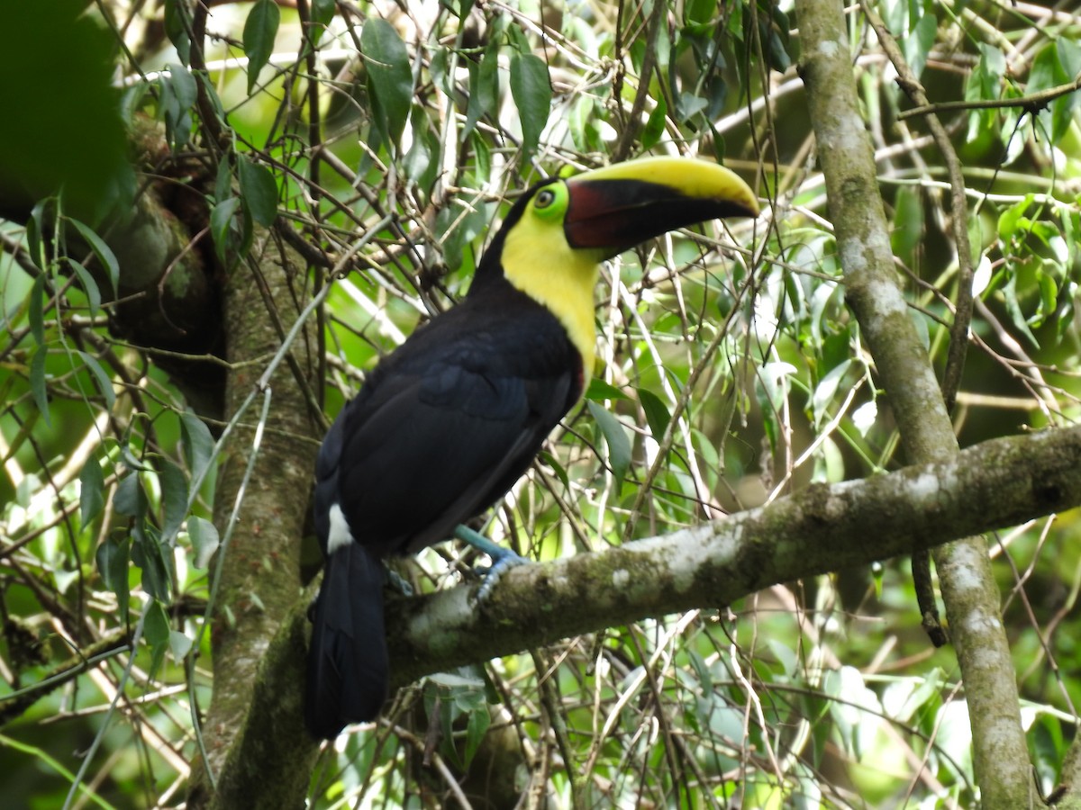 Yellow-throated Toucan - ML627979606