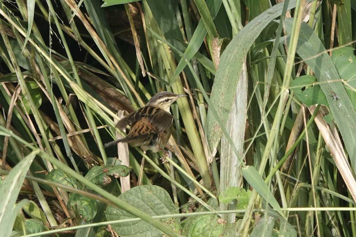 Pallas's Grasshopper Warbler - ML627979690