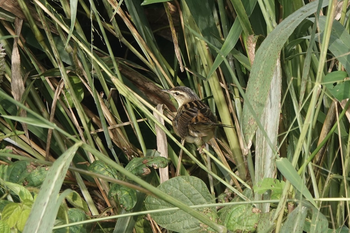 Pallas's Grasshopper Warbler - ML627979694