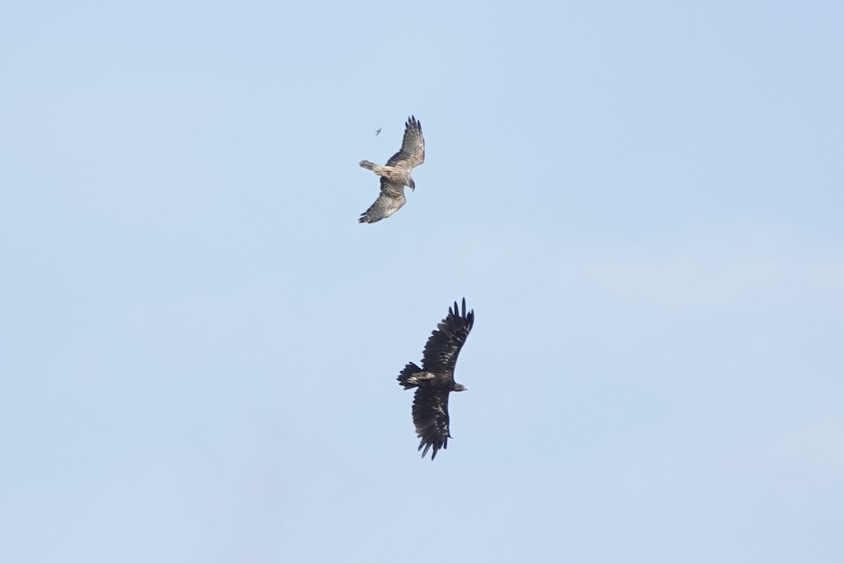 Eastern Marsh Harrier - ML627979722