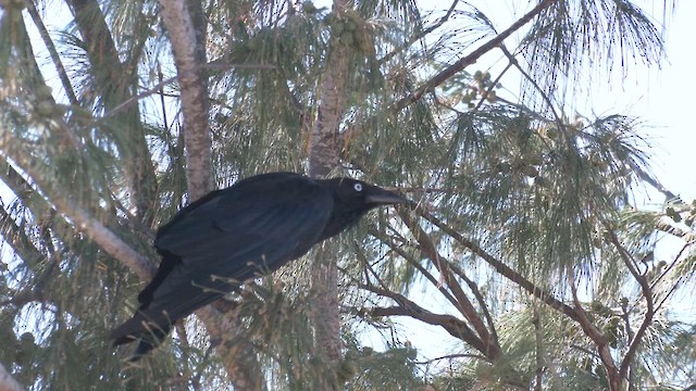 Little Crow - ML627979736