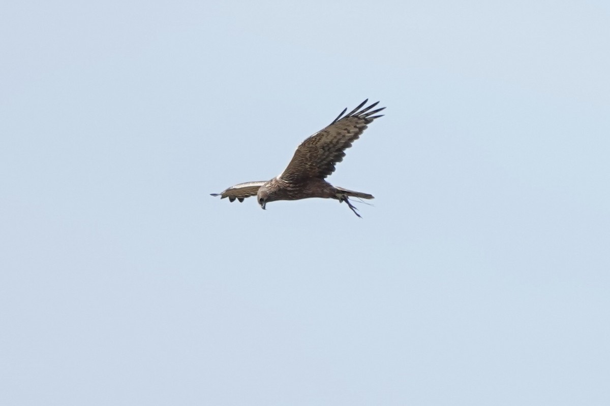 Eastern Marsh Harrier - ML627979753