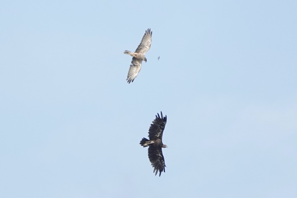 Greater Spotted Eagle - ML627979764