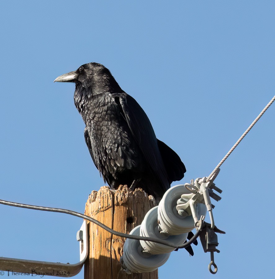 Common Raven - ML627979808