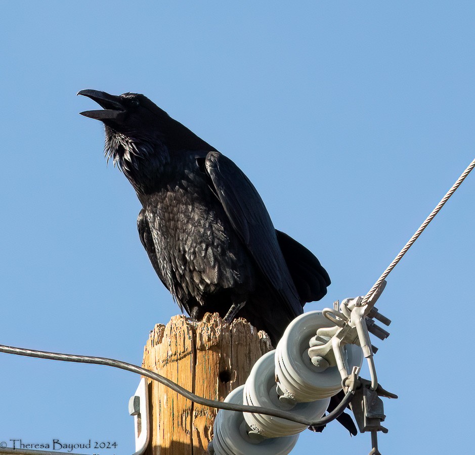 Common Raven - ML627979809