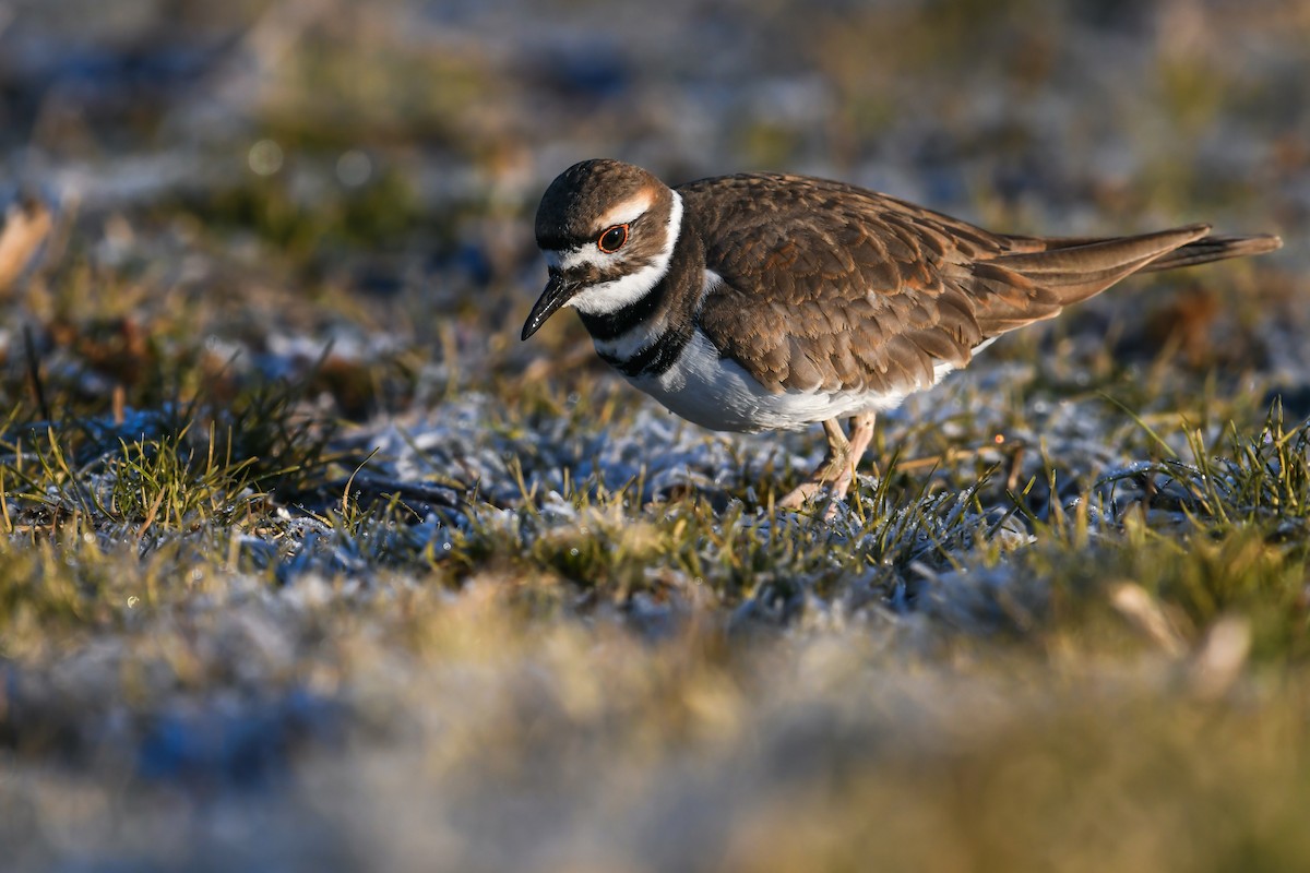 Kildir txirritxoa - ML627979835