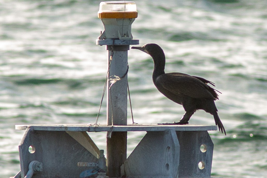 Brandt's Cormorant - ML627979988