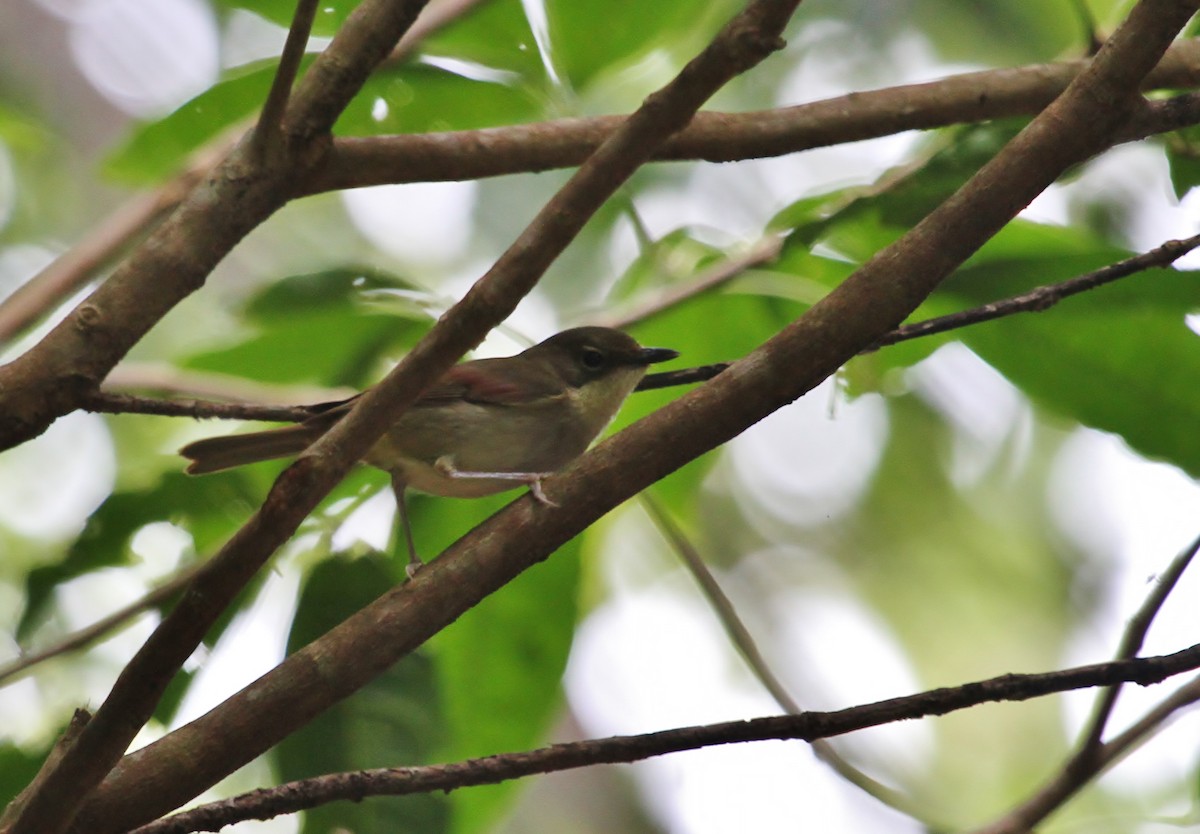 New Caledonian Whistler - ML627979995