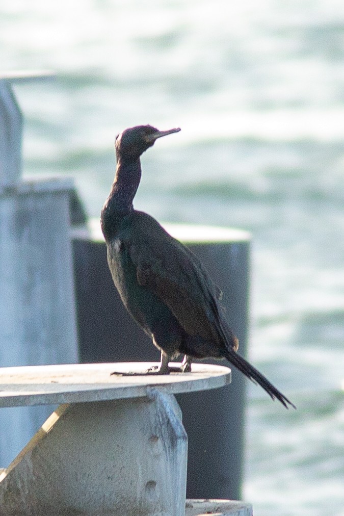 Pelagic Cormorant - ML627980024
