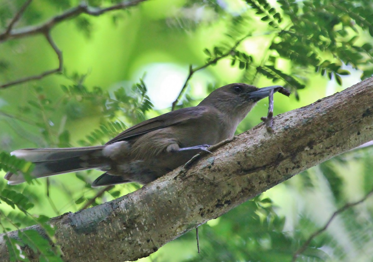 Southern Shrikebill - ML627980040