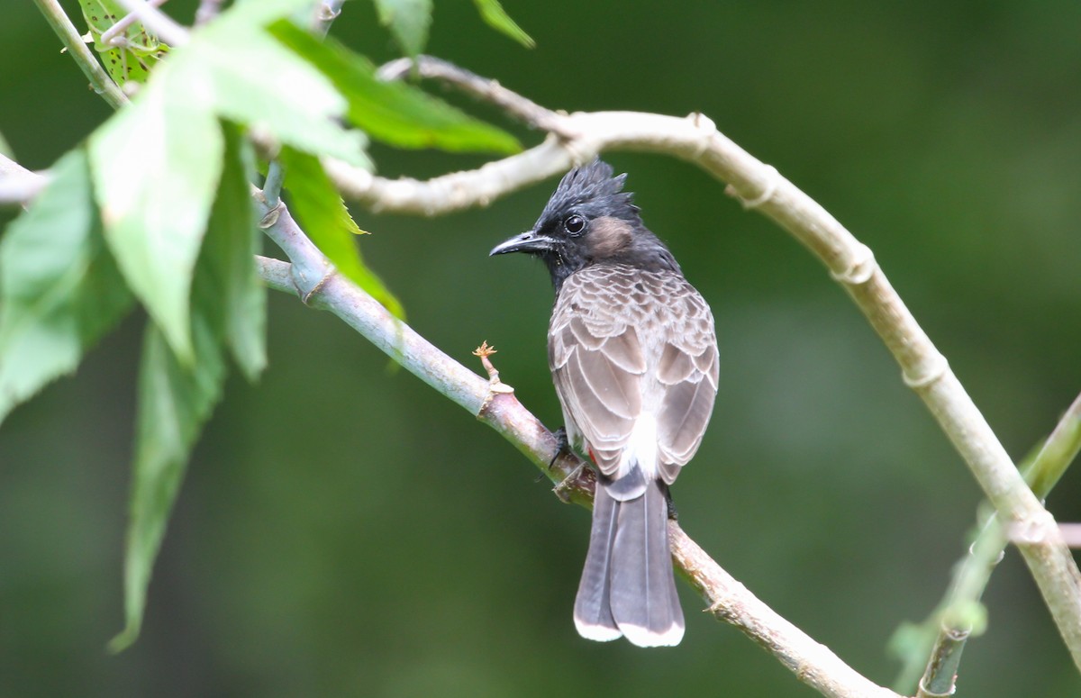 Red-vented Bulbul - Scott Watson