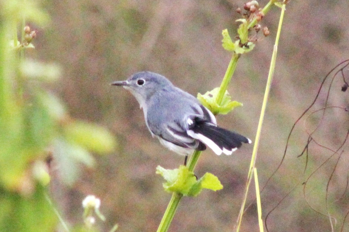 Gökrengi Bitkuşu - ML627980136
