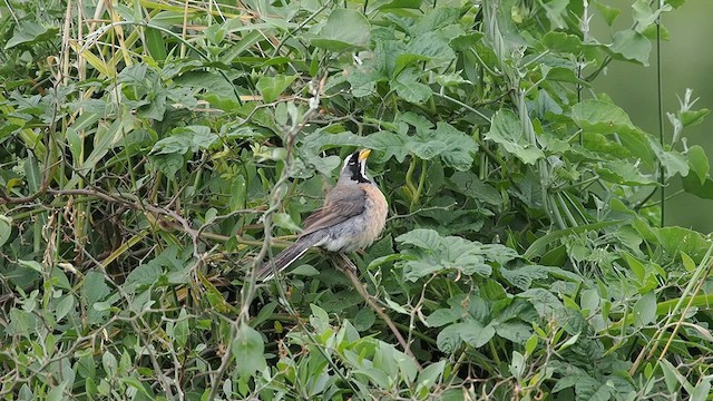 Saltator du Chaco - ML627980258