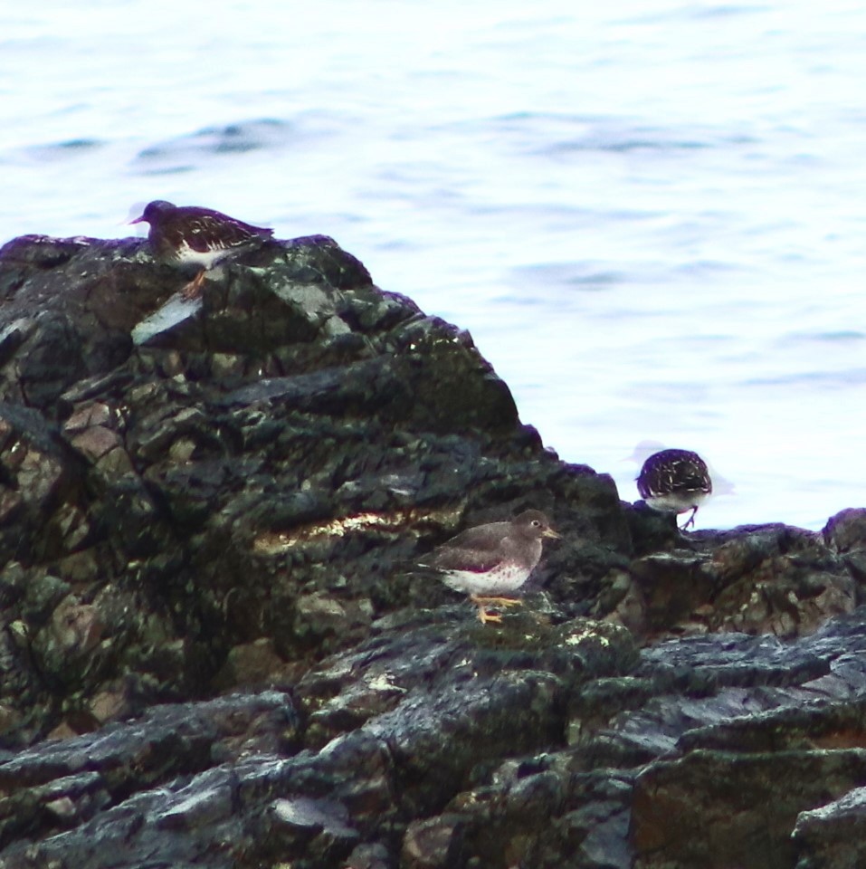 Surfbird - ML627980262